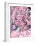 Weeping Cherry Tree-null-Framed Photographic Print