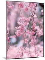 Weeping Cherry Tree-null-Mounted Photographic Print