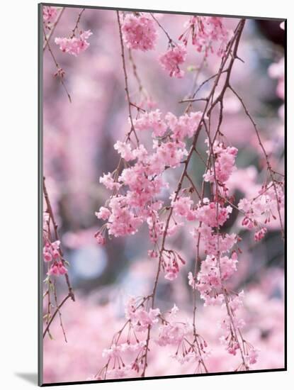 Weeping Cherry Tree-null-Mounted Photographic Print