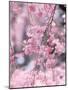 Weeping Cherry Tree-null-Mounted Photographic Print