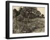 Weeping Tree, 1889-Vincent van Gogh-Framed Giclee Print