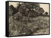 Weeping Tree, 1889-Vincent van Gogh-Framed Stretched Canvas