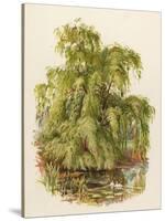 Weeping Willow C1890-null-Stretched Canvas