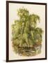 Weeping Willow C1890-null-Framed Art Print