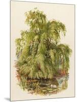 Weeping Willow C1890-null-Mounted Art Print