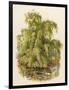 Weeping Willow C1890-null-Framed Art Print