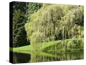 Weeping Willow, Japanese Gardens, Bloedel Reserve, Bainbridge Island, Washington, USA-Trish Drury-Stretched Canvas