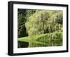 Weeping Willow, Japanese Gardens, Bloedel Reserve, Bainbridge Island, Washington, USA-Trish Drury-Framed Premium Photographic Print
