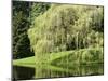 Weeping Willow, Japanese Gardens, Bloedel Reserve, Bainbridge Island, Washington, USA-Trish Drury-Mounted Premium Photographic Print