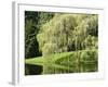 Weeping Willow, Japanese Gardens, Bloedel Reserve, Bainbridge Island, Washington, USA-Trish Drury-Framed Photographic Print