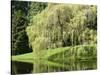 Weeping Willow, Japanese Gardens, Bloedel Reserve, Bainbridge Island, Washington, USA-Trish Drury-Stretched Canvas