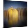 Weeping Willow-Philippe Sainte-Laudy-Mounted Photographic Print