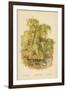 Weeping Willow-William Henry James Boot-Framed Giclee Print