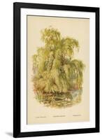 Weeping Willow-William Henry James Boot-Framed Giclee Print