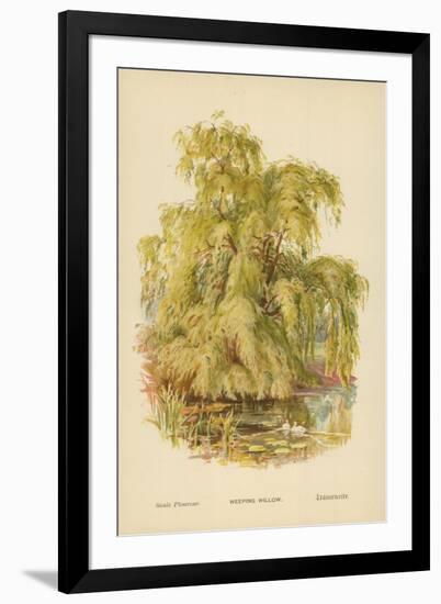 Weeping Willow-William Henry James Boot-Framed Giclee Print