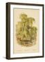 Weeping Willow-William Henry James Boot-Framed Premium Giclee Print