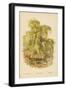 Weeping Willow-William Henry James Boot-Framed Premium Giclee Print