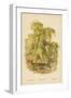 Weeping Willow-William Henry James Boot-Framed Premium Giclee Print