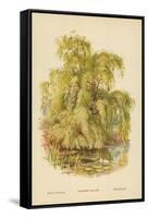 Weeping Willow-William Henry James Boot-Framed Stretched Canvas