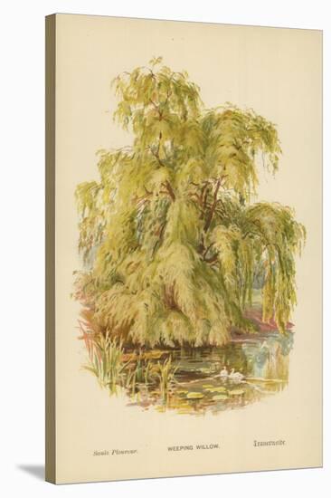 Weeping Willow-William Henry James Boot-Stretched Canvas