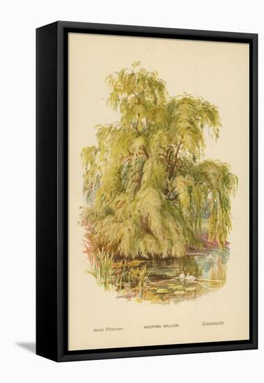Weeping Willow-William Henry James Boot-Framed Stretched Canvas