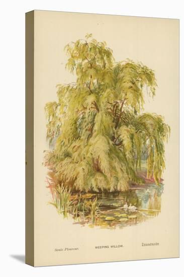 Weeping Willow-William Henry James Boot-Stretched Canvas
