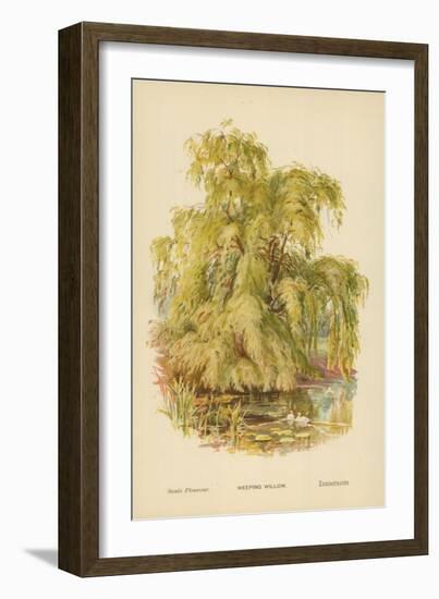 Weeping Willow-William Henry James Boot-Framed Giclee Print