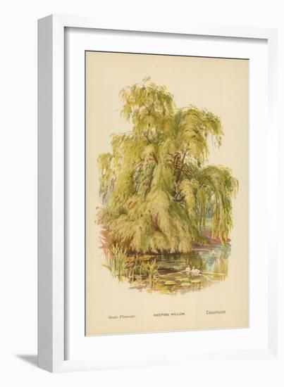 Weeping Willow-William Henry James Boot-Framed Giclee Print