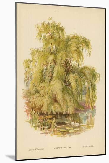 Weeping Willow-William Henry James Boot-Mounted Giclee Print