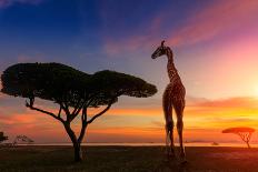 Giraffes in the Savannah at Sunset-weerasak saeku-Framed Photographic Print