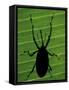 Weevil Silhouette Through Leaf, Sulawesi, Indonesia-Solvin Zankl-Framed Stretched Canvas