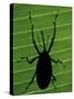 Weevil Silhouette Through Leaf, Sulawesi, Indonesia-Solvin Zankl-Stretched Canvas