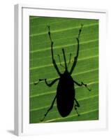 Weevil Silhouette Through Leaf, Sulawesi, Indonesia-Solvin Zankl-Framed Photographic Print