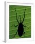 Weevil Silhouette Through Leaf, Sulawesi, Indonesia-Solvin Zankl-Framed Photographic Print