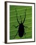 Weevil Silhouette Through Leaf, Sulawesi, Indonesia-Solvin Zankl-Framed Photographic Print