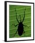 Weevil Silhouette Through Leaf, Sulawesi, Indonesia-Solvin Zankl-Framed Photographic Print