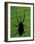 Weevil Silhouette Through Leaf, Sulawesi, Indonesia-Solvin Zankl-Framed Photographic Print