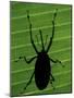 Weevil Silhouette Through Leaf, Sulawesi, Indonesia-Solvin Zankl-Mounted Photographic Print