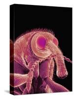 Weevil-Micro Discovery-Stretched Canvas