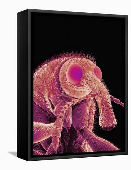 Weevil-Micro Discovery-Framed Stretched Canvas