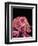 Weevil-Micro Discovery-Framed Premium Photographic Print