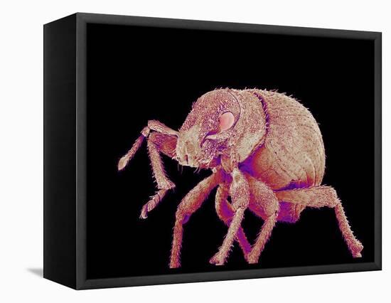 Weevil-Micro Discovery-Framed Stretched Canvas