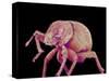 Weevil-Micro Discovery-Stretched Canvas