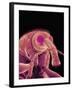 Weevil-Micro Discovery-Framed Photographic Print