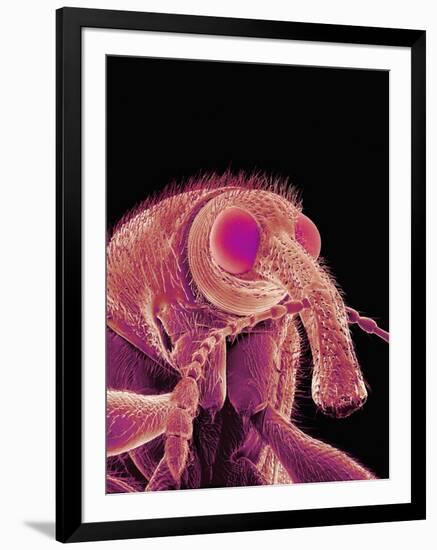 Weevil-Micro Discovery-Framed Photographic Print