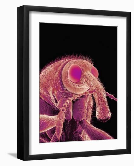 Weevil-Micro Discovery-Framed Photographic Print