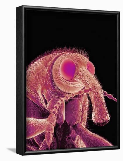 Weevil-Micro Discovery-Framed Photographic Print