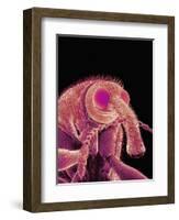Weevil-Micro Discovery-Framed Photographic Print