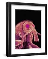 Weevil-Micro Discovery-Framed Photographic Print