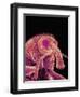 Weevil-Micro Discovery-Framed Photographic Print